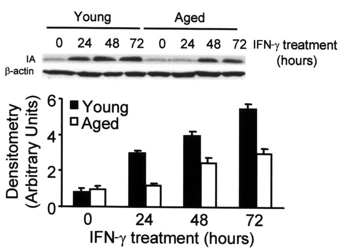 Decreased IA protein level in bone marrow macrophages of aged mice after...