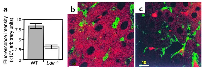 Chylomicron remnant uptake in WT and Ldlr–/– livers. Livers were perfuse...