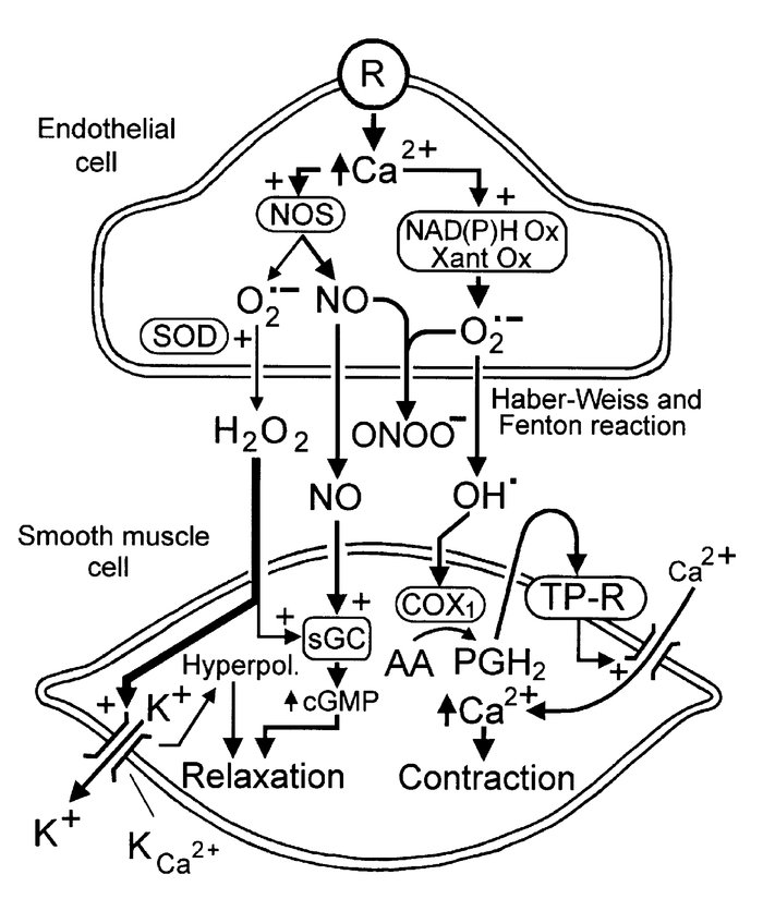Proposed interactions between NO and superoxide anions (O2•–) in the reg...