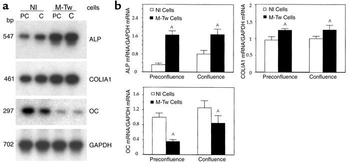 Reduced Twist dosage decreases OC expression in calvaria osteoblasts. Co...