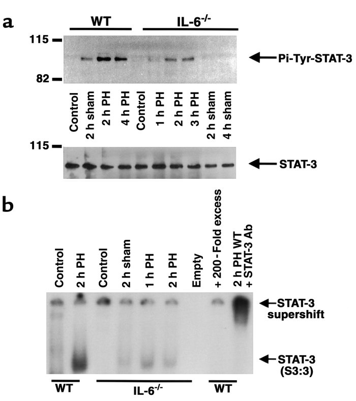 Defective activation of STAT-3 after PH in IL-6 KO mice. Nuclear extract...