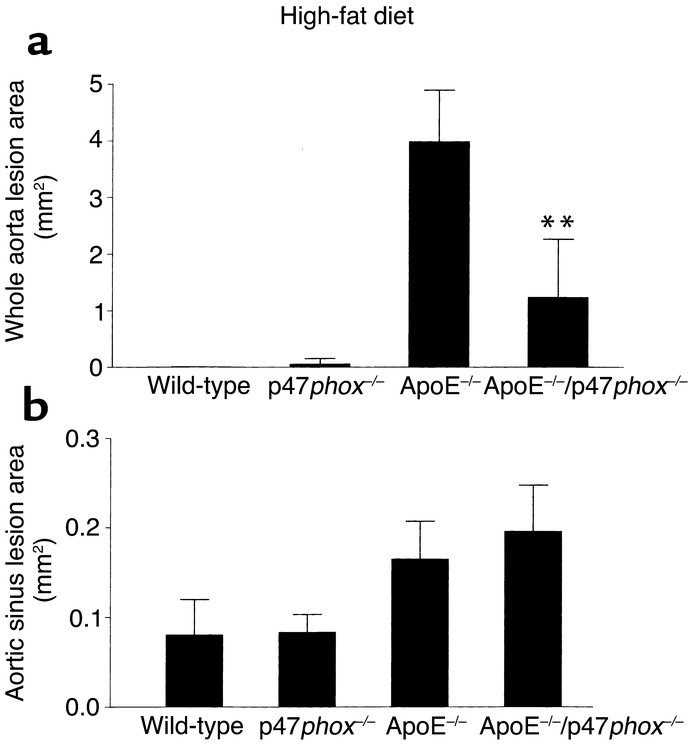 Comparison of oil red O–positive lesion size in mice on a high-fat diet....