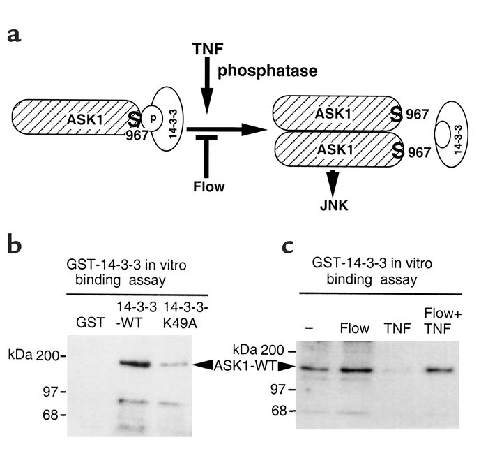Flow and TNF modify phosphorylation of ASK1 Ser-967. (a) A model for reg...