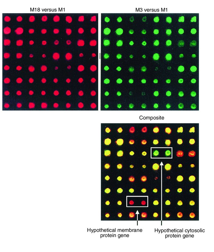Comparative genome analysis of three GAS strains with a DNA microarray. ...