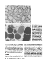 icon of scanned page 494