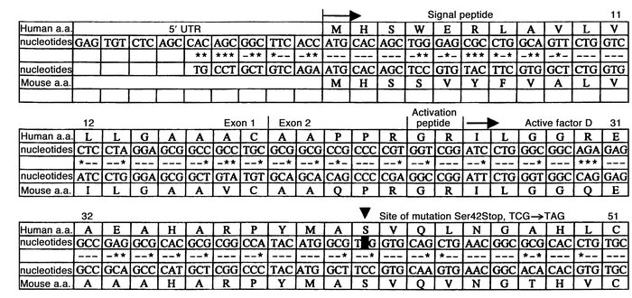 The 5′ sequence of human and mouse factor D cDNA. The mouse sequence is ...
