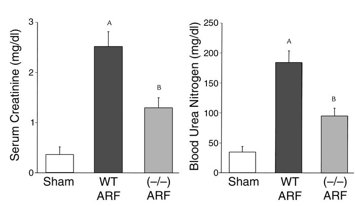 Caspase-1–/– mice are protected against ischemic ARF. Caspase-1–/– mice ...