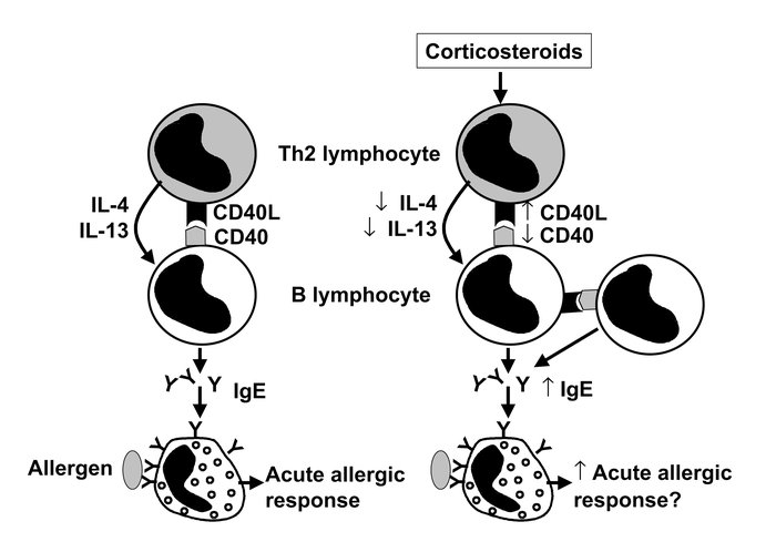 Interaction of T and B lymphocytes. The left panel shows interaction of ...