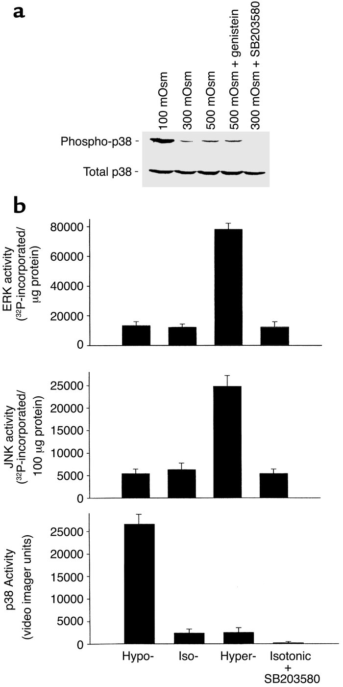 Osmolarity-sensitive changes in MAP kinase activity. HTC cells were expo...