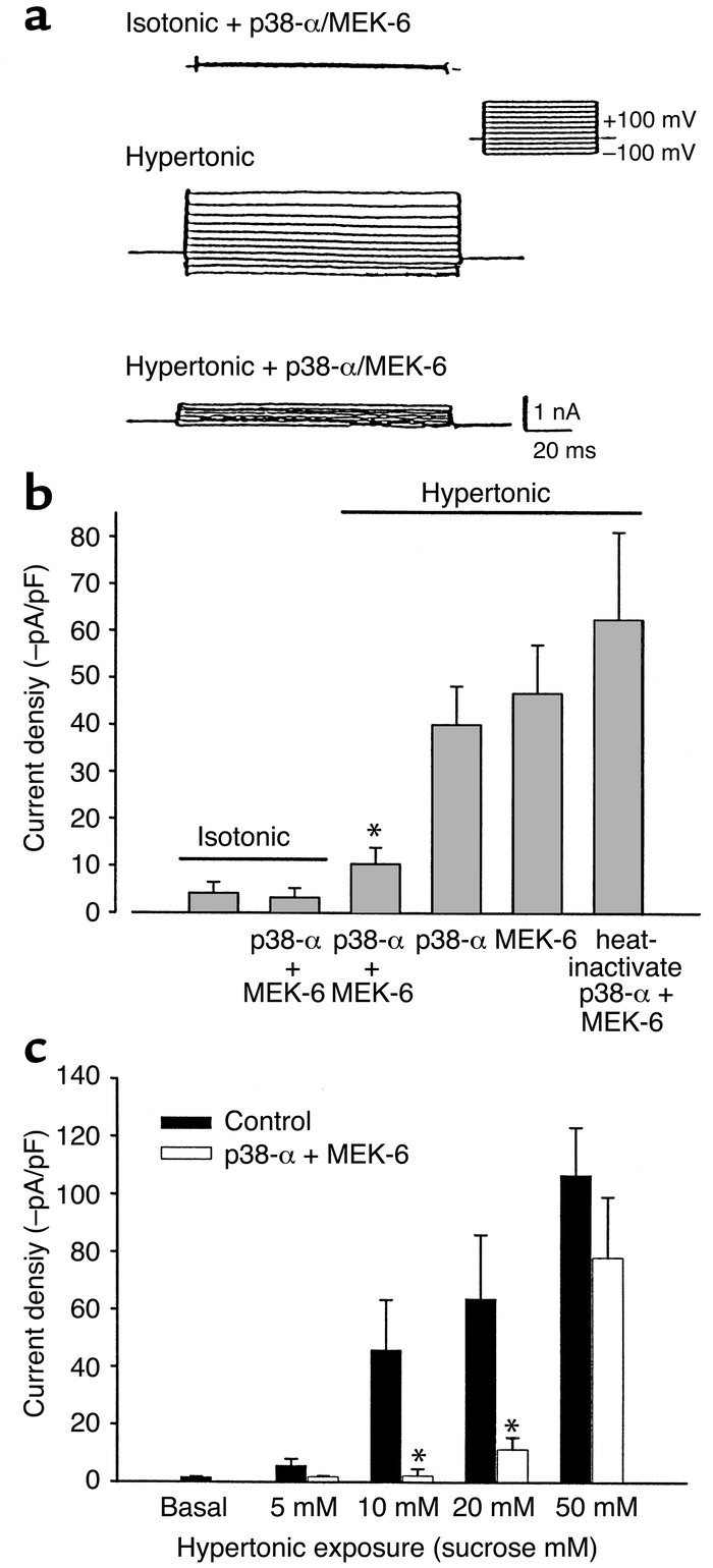 Intracellular dialysis with recombinant p38 MAP kinase protein inhibits ...