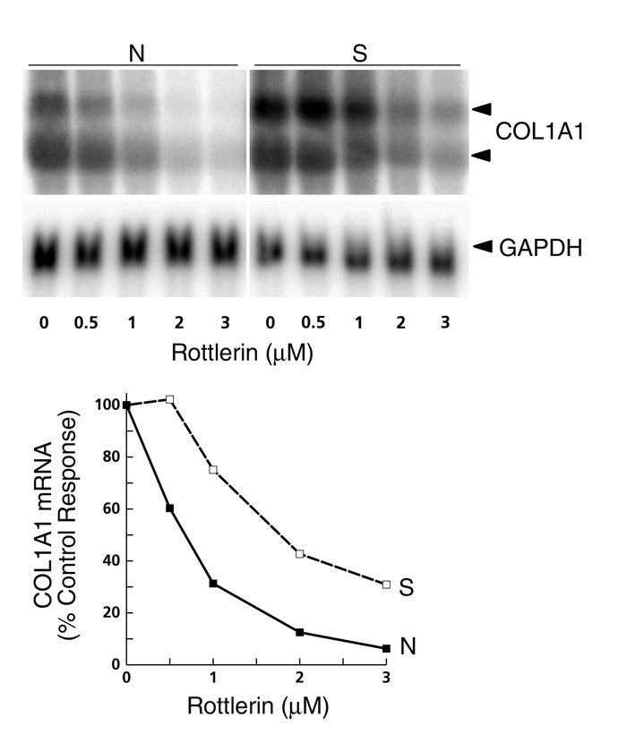 Effects of inhibition of PKC-δ on type I collagen mRNA steady-state leve...