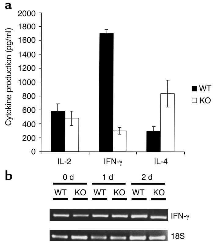 Cytokine production by splenocytes from VDR KO and WT mice. Mononuclear ...