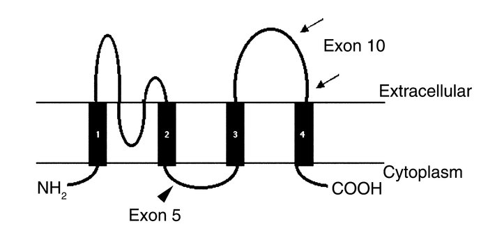 Structural model of hUAT. Numbers 1–4 indicate transmembrane domains. Th...