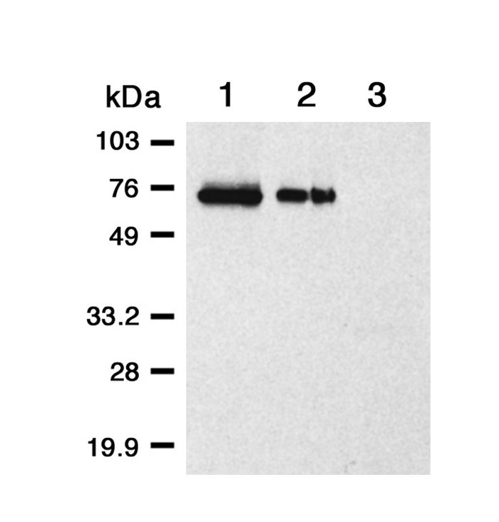 Western blot of surface biotinylated proteins harvested from stable pool...