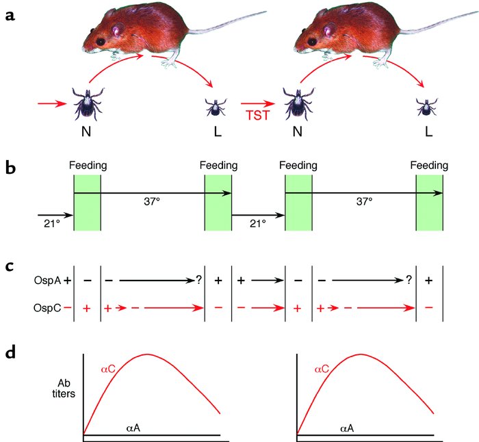 Natural maintenance cycle and associated biological parameters for B. bu...