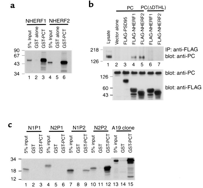 PC associates with the second PDZ domain of NHERF proteins through its C...