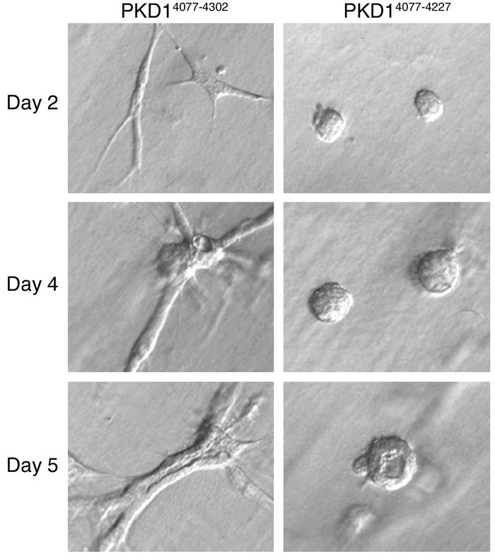 IMCD cells expressing the C-terminal domain of polycystin-1 form multice...