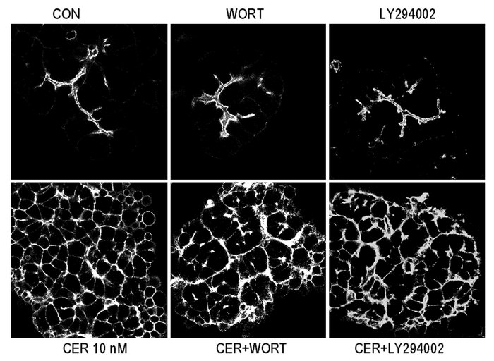 Effect of wortmannin on F-actin localization. Freshly prepared acini wer...