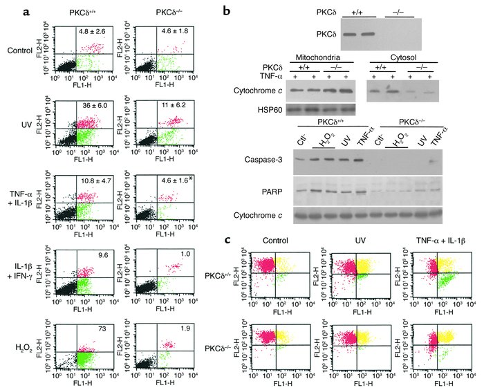 Decreased apoptosis of PKCδ–/– SMCs (a). SMCs were treated with UV (10 J...