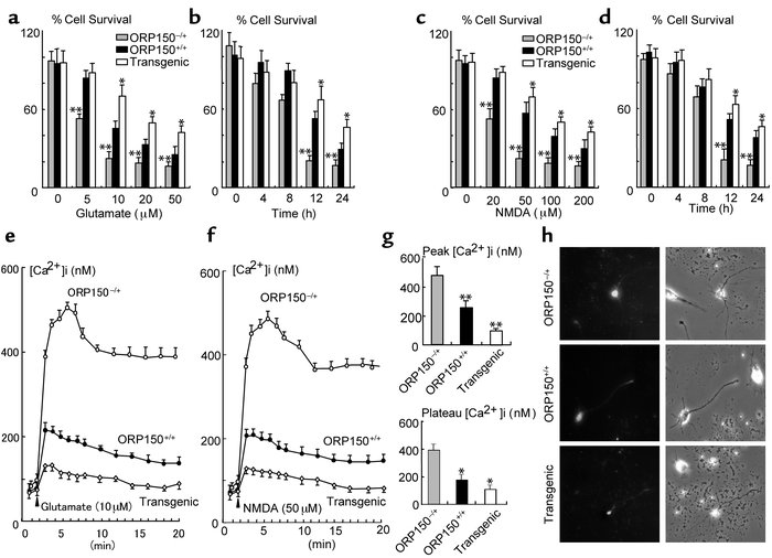 Role of ORP150 in stress response to glutamate in vitro. (a–d) Cultured ...