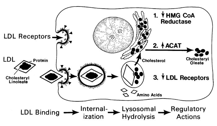 Sequential steps in the LDL receptor pathway of mammalian cells.
LDL, lo...