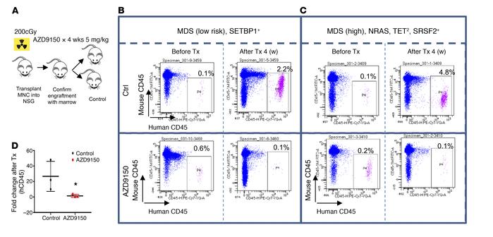 AZD9150 leads to decreased leukemic engraftment in primary MDS/AML xenog...