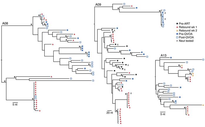 ML phylogenetic trees of SGS-derived gp160 env sequences from pre-ART pl...