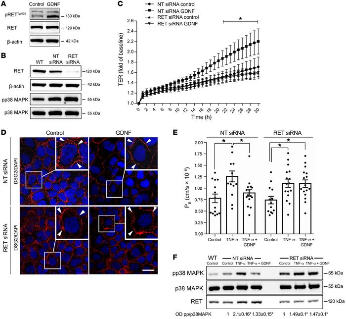 GDNF effects in enterocytes are RET dependent.
(A and B) Western blots w...