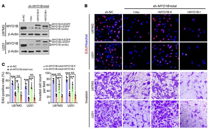 MYO1B isoforms differ in their biological functions.
(A) Western blot of...