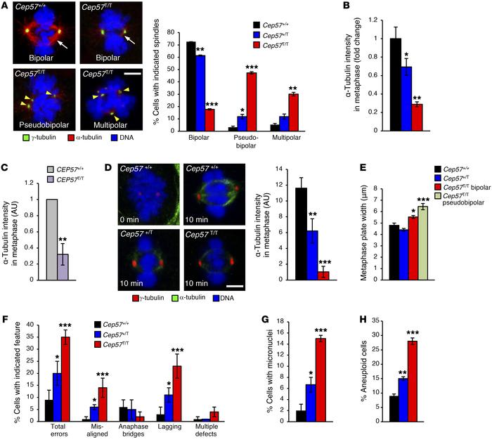 Cep57 truncation leads to aberrant spindles that missegregate chromosome...