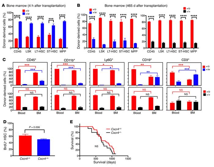 The superiority of Cxcr4+/o BM for blood reconstitution after competitiv...