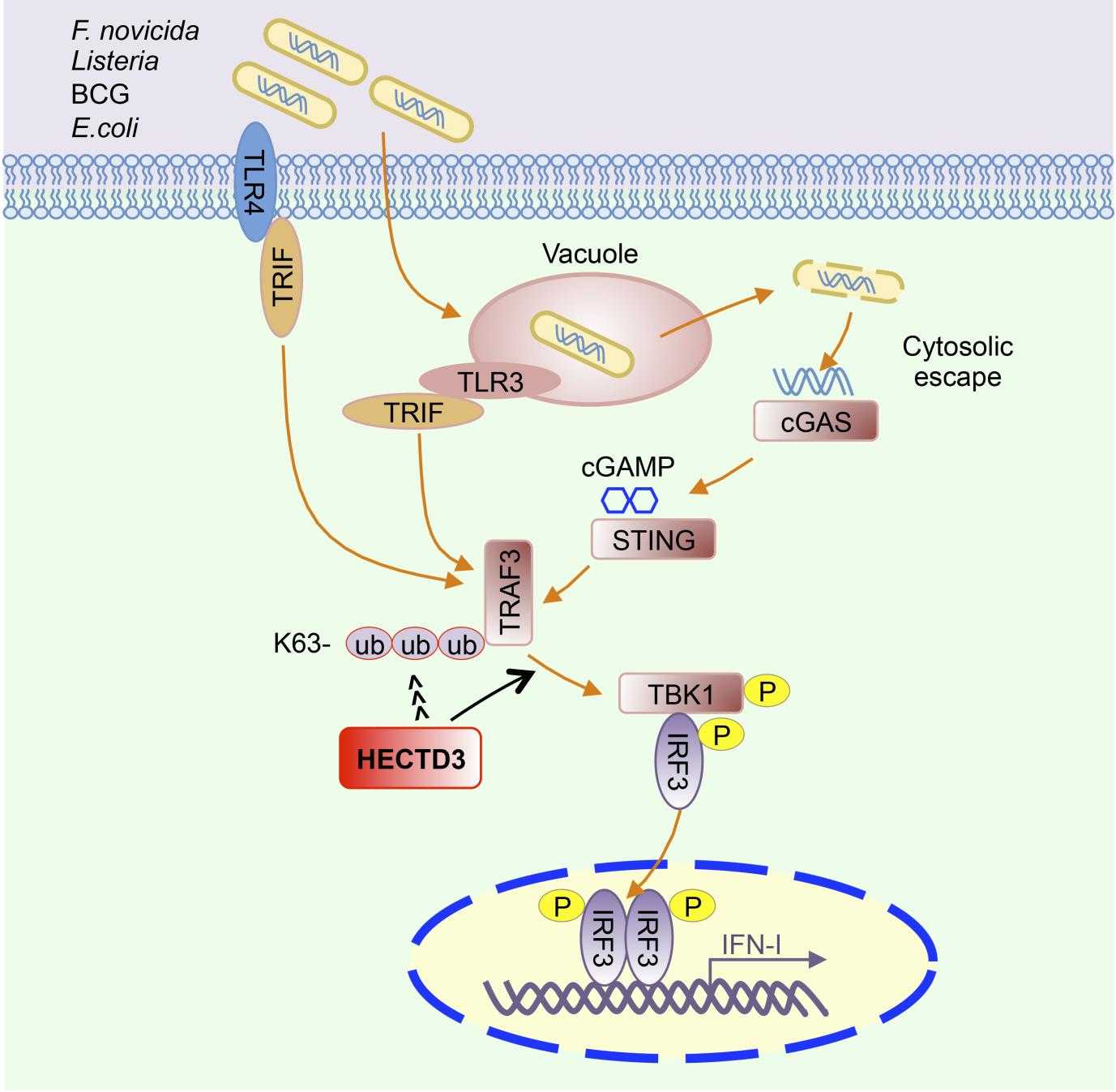 hectd3 mediates traf3 polyubiquitination and type i interferon