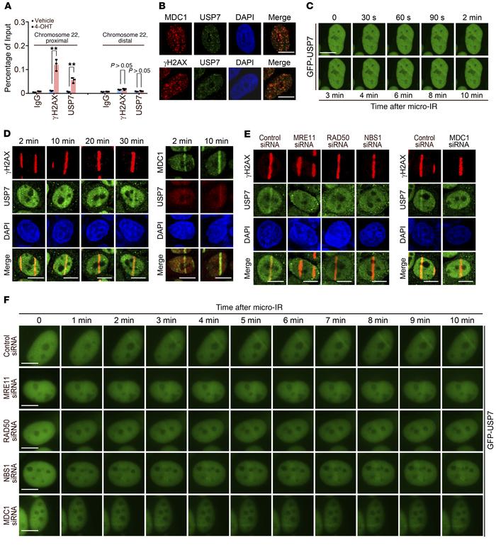 USP7 is recruited to DSB sites.
(A) qChIP analysis of USP7 recruitment a...