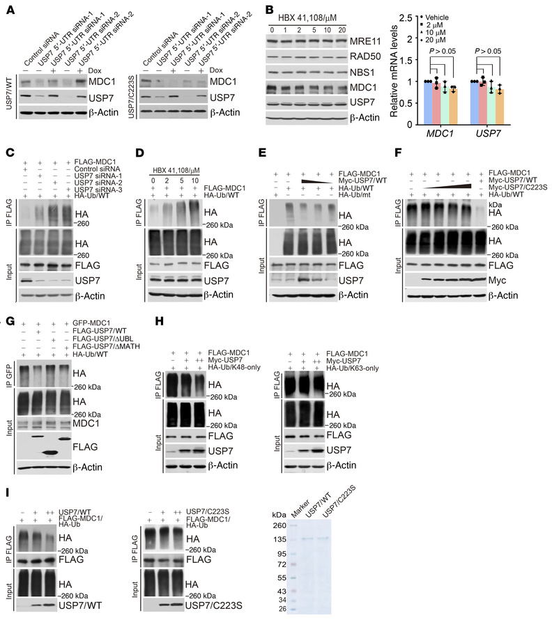 USP7 deubiquitinates MDC1.
(A) HeLa cells with Dox-inducible expression ...