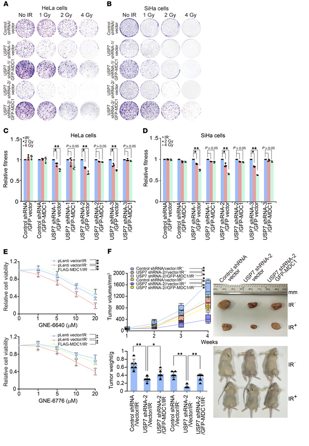 USP7-promoted MDC1 stabilization is required for the growth of cervical ...