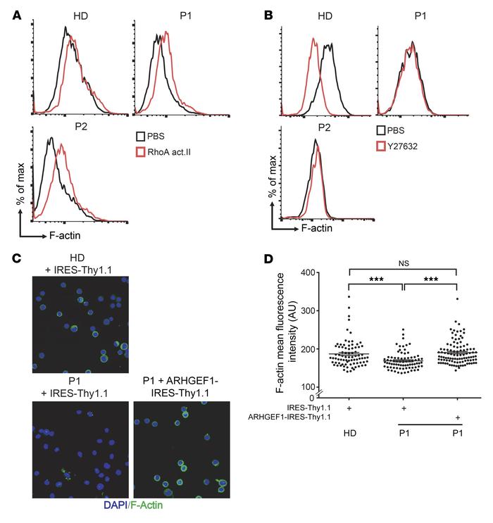 Rescue of the actin polymerization defect in patients’ lymphocytes by dr...