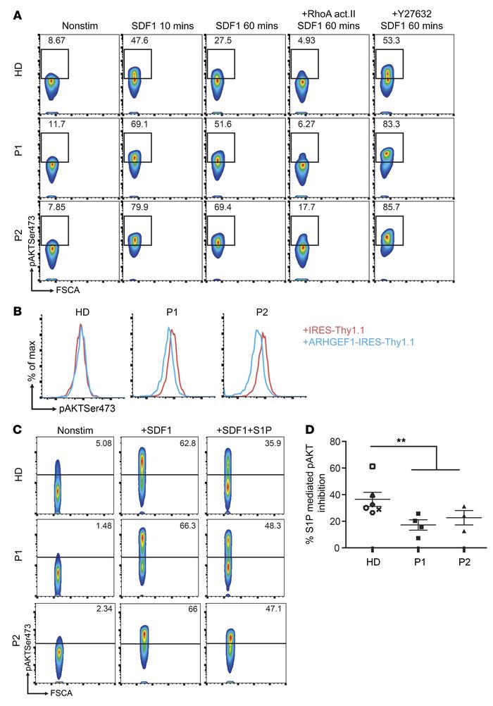 ARHGEF1-deficient lymphocytes are less able to repress AKT activation.
(...