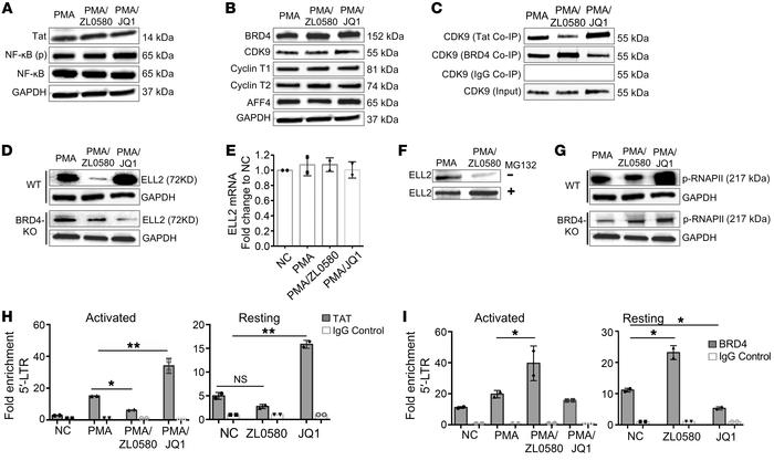 ZL0580 inhibits Tat transactivation and key factors in HIV transcription...