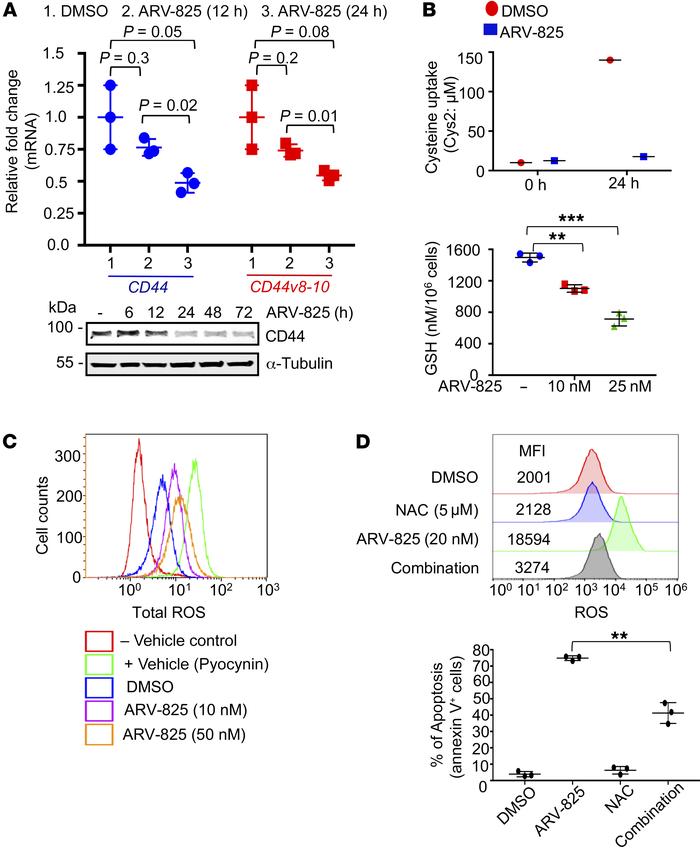 ARV-825 downregulates CD44v8–10, increases ROS, and maintains oxidative ...