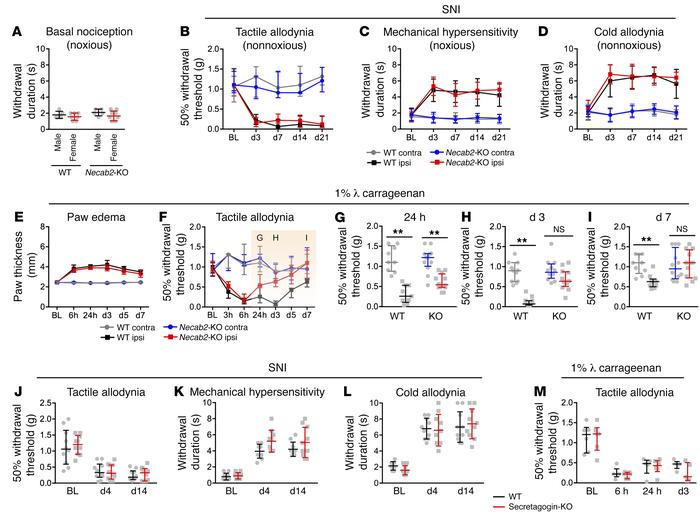 Genetic deletion of NECAB2 gates inflammatory but not neuropathic pain.
...