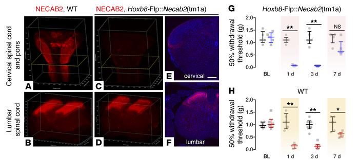 Genetic rescue of Necab2 at the spinal level reinstates tactile allodyni...