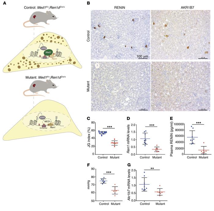 The coactivator MED1 is essential for renin expression in vivo.
(A) Cont...