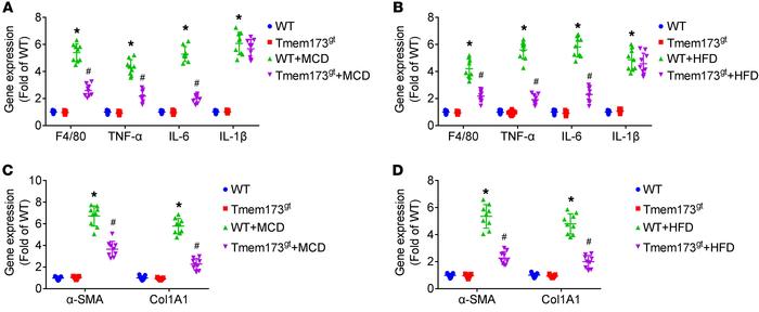 Deficiency of STING attenuated MCD- or HFD-induced inflammation and modu...