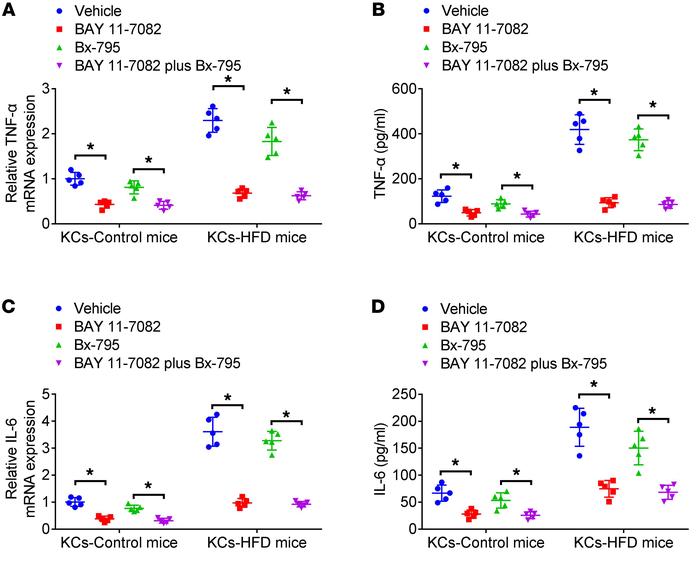 The role of NF-κB and IRF3 in inflammation induced by mtDNA in KCs.
mtDN...