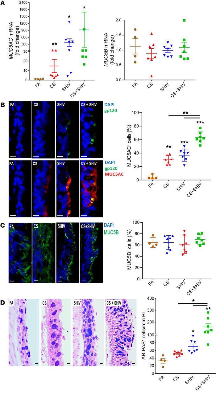 CS exposure and SHIV infection synergistically induce mucous cell hyperp...