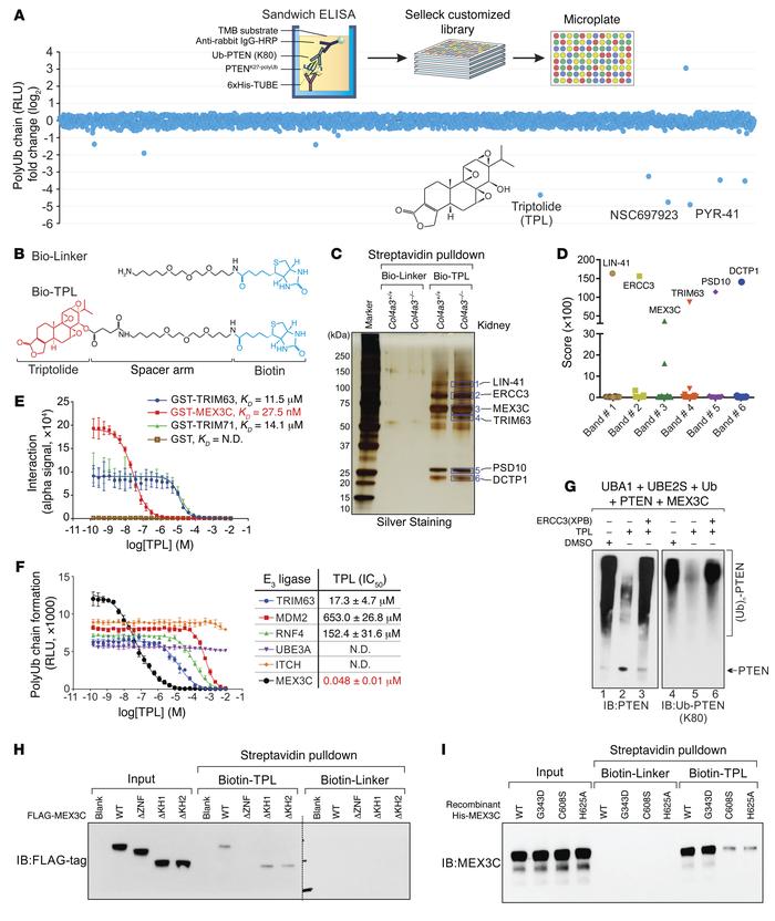 Characterization of triptolide as a MEX3C inhibitor.
(A) Top panel: flow...