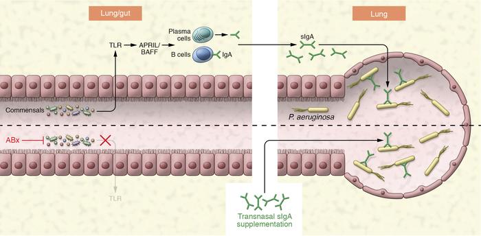 Broad-spectrum antibiotic treatment exerts severe collateral damage by i...