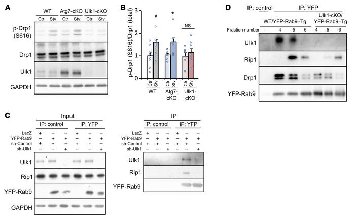 Ulk1, Rab9, and Rip1, a Drp1 kinase, form a functional complex.
(A and B...