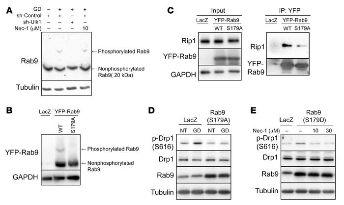 Ulk1 directly phosphorylates Rab9 at S179, inducing mitochondrial fissio...