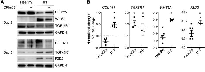 CFIm25 overexpression results in 3′-UTR lengthening and decreased protei...